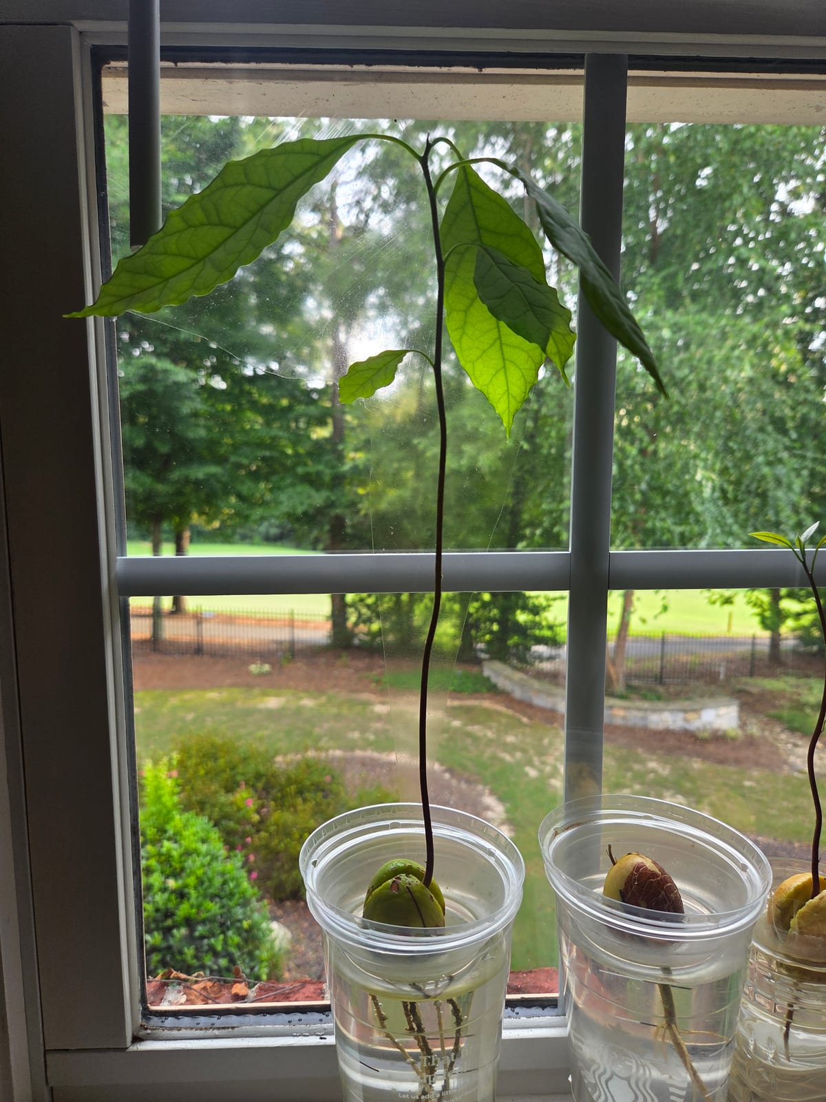 Avocado pits rooting in cups on the windowsill