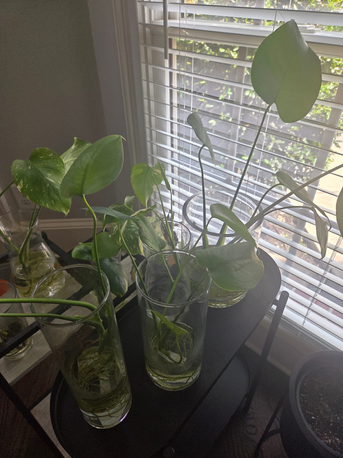 Pothos rooting in glass jars on the shelf