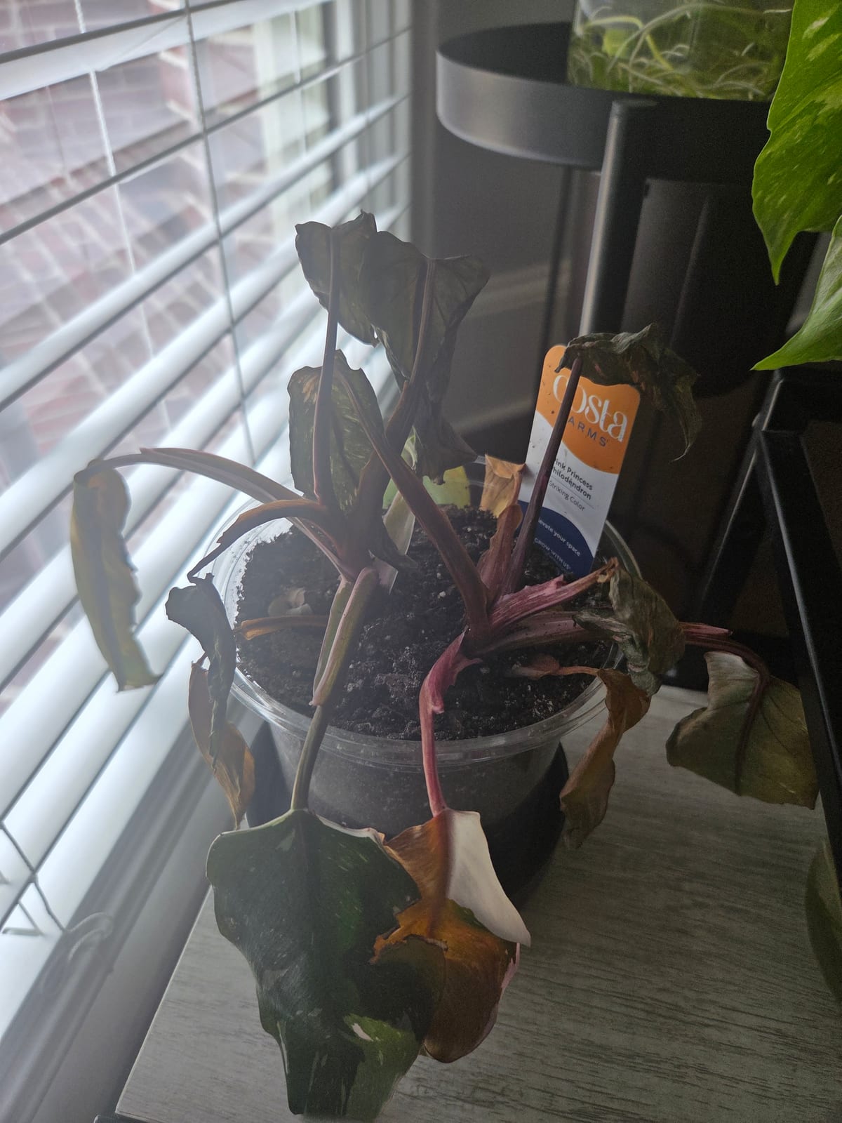 Week 5 — Nothing to Do but Wait