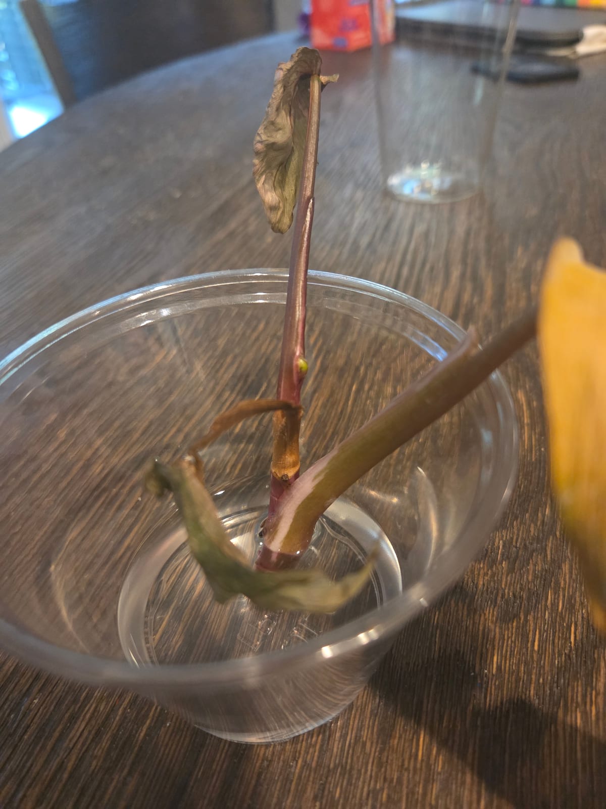 The cutting standing in a glass, one live bud at a node above the waterline
