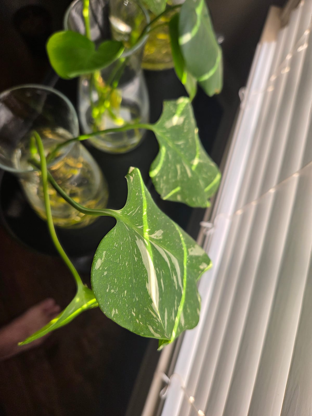 Variegated cuttings in their jars, roots visible in the water
