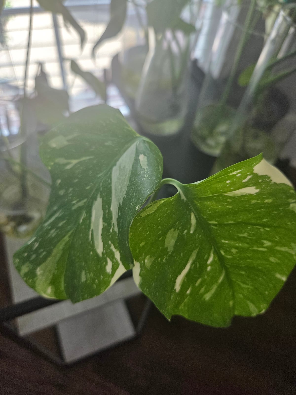 The Thai Constellation this week, two large leaves heavily speckled with cream