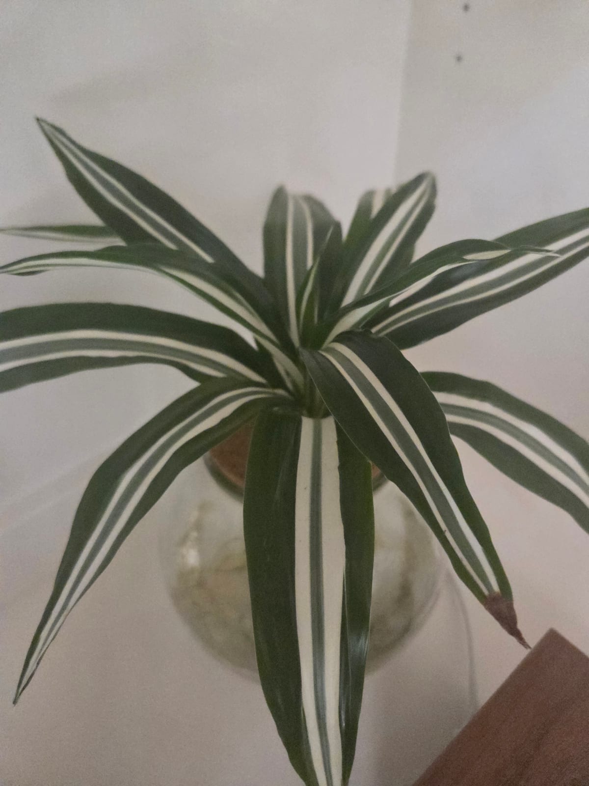Striped Dracaena