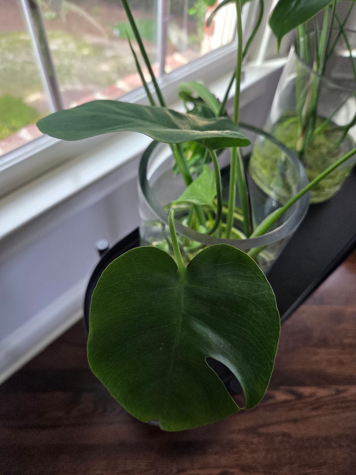 Monstera Deliciosa — Water Propagation