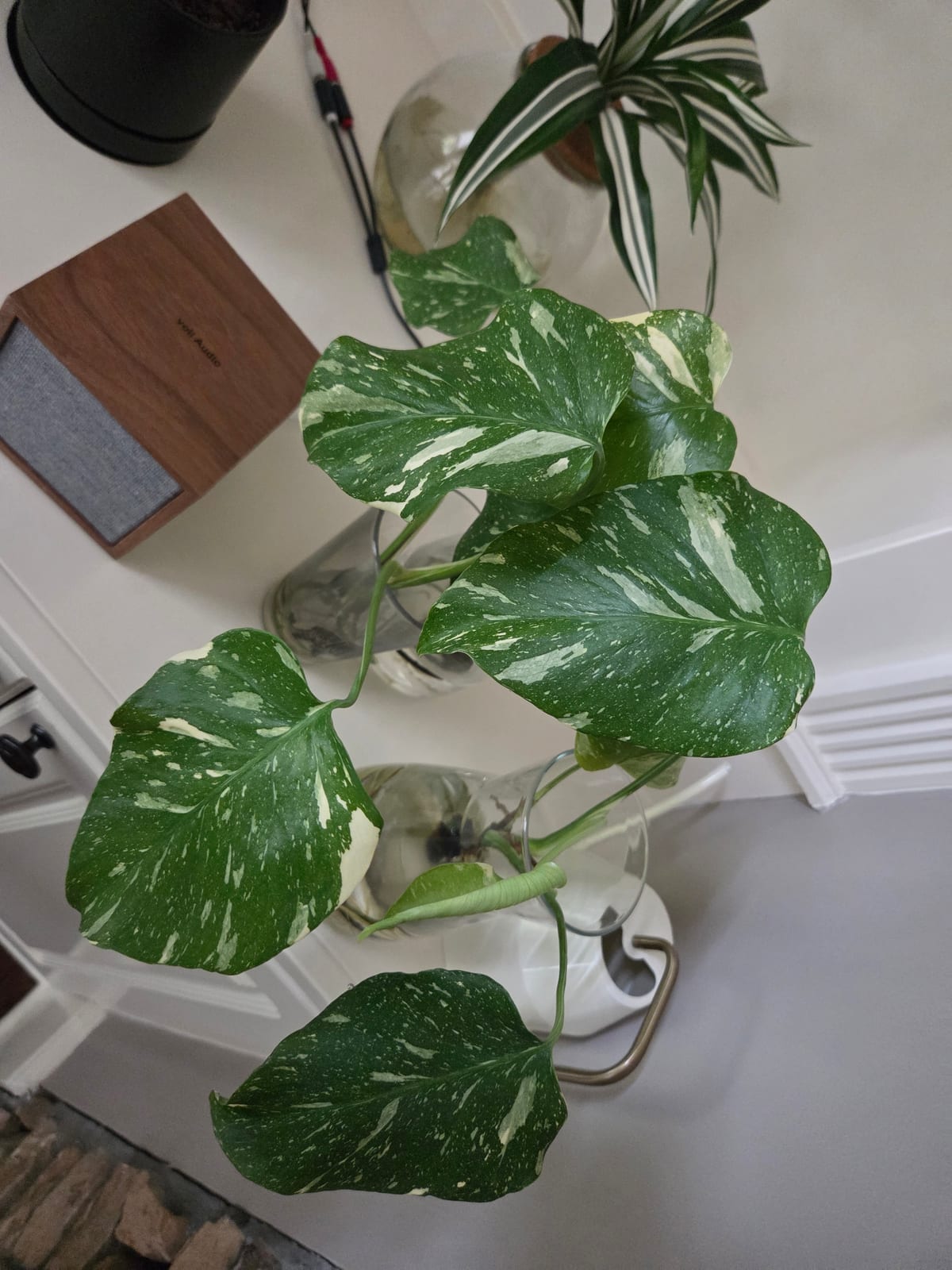 Monstera Thai Constellation