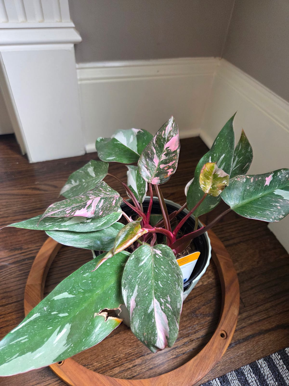 Philodendron Pink Princess