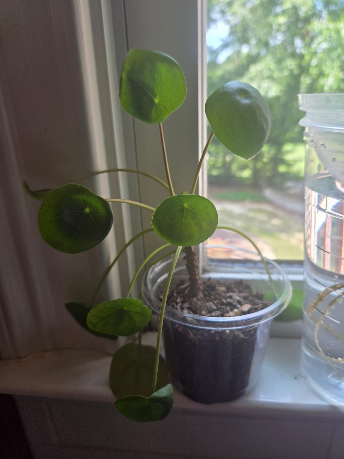 Pilea — Chinese Money Plant