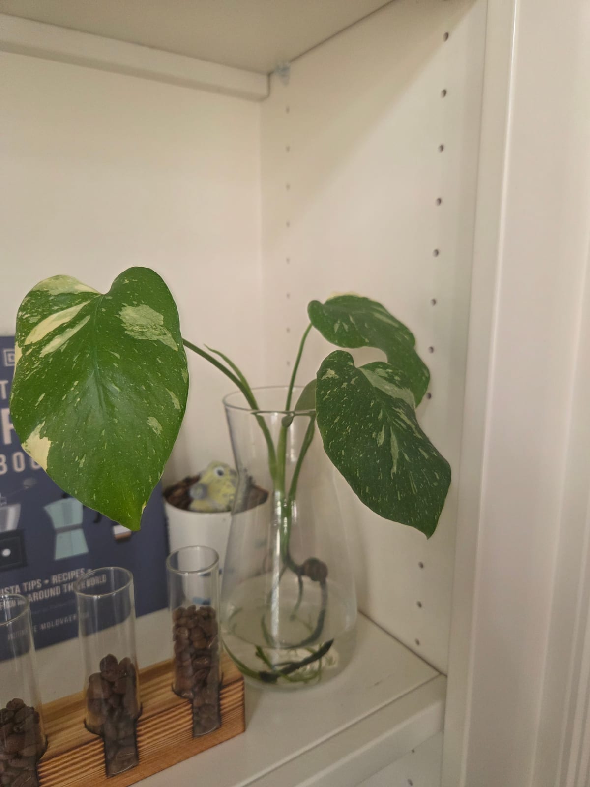Pothos — The Water Jars